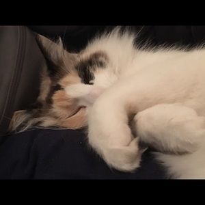 Meet your Posher, Brooke